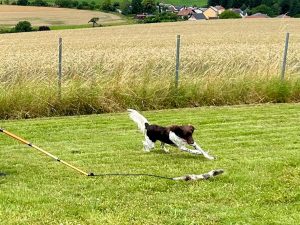 Hund beim Reizangel Training