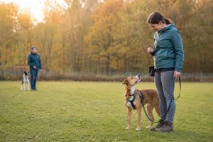 Mensch-Hund-Team beim Blickkontakttraining auf dem Hundeplatz