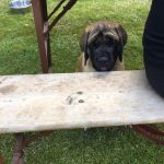 Tag de Hundes in Rodalben 2018